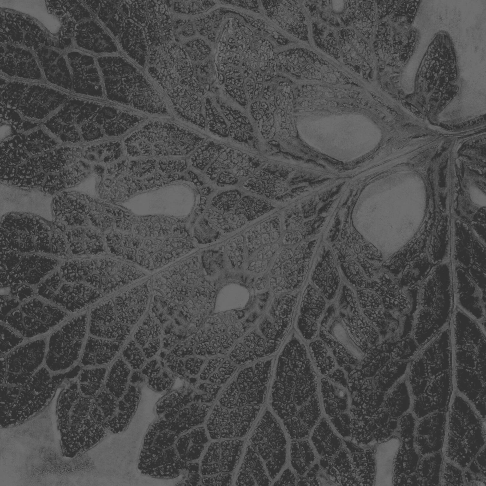 Poppy Print
